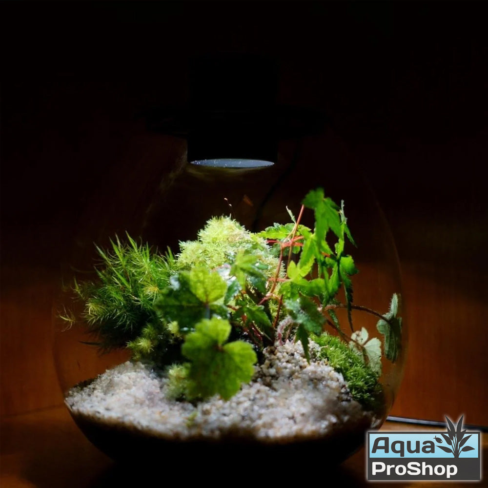 Bioloark PD Series with built-in lighting and adjustable ventilation โหลเทอราเรี่ยมพร้อมไฟและช่องระบายอากาศ